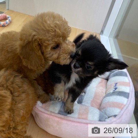 チワワの写真