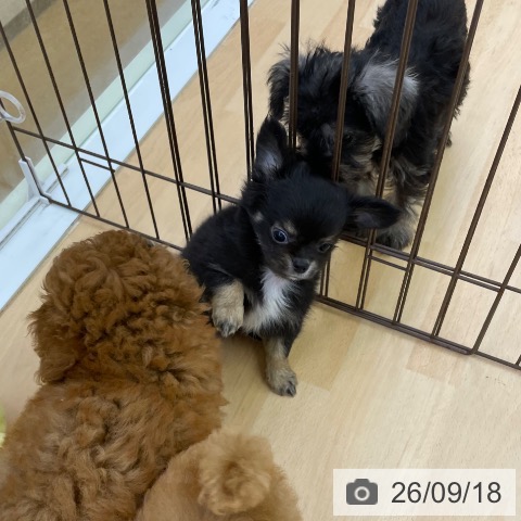 チワワの写真