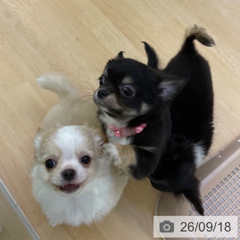 チワワの写真