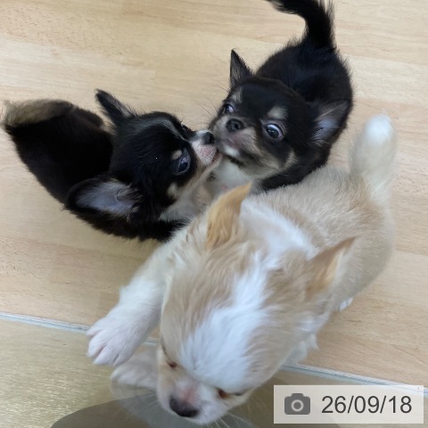 チワワの写真