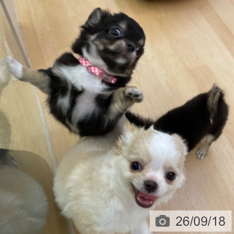 チワワの写真