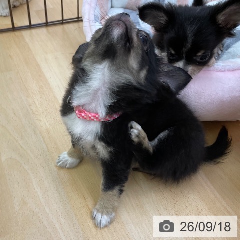 チワワの写真