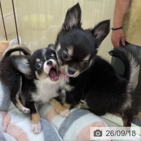 チワワの写真