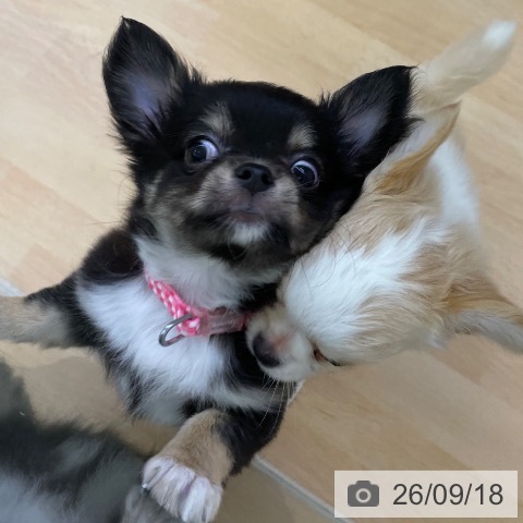 チワワの写真