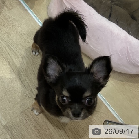 福岡県のチワワ(ロング) (ペットプラス 小倉南店/2026年7月17日生まれ/女の子/ブラックタンホワイト)の子犬の3枚目の画像