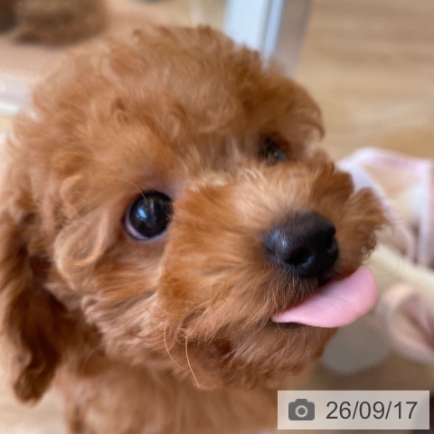 トイ・プードルの写真