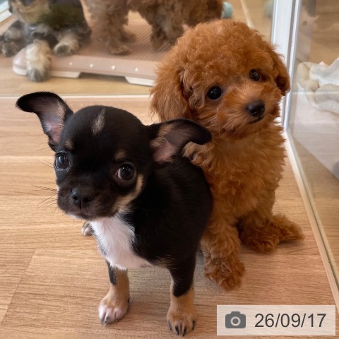 トイ・プードルの写真