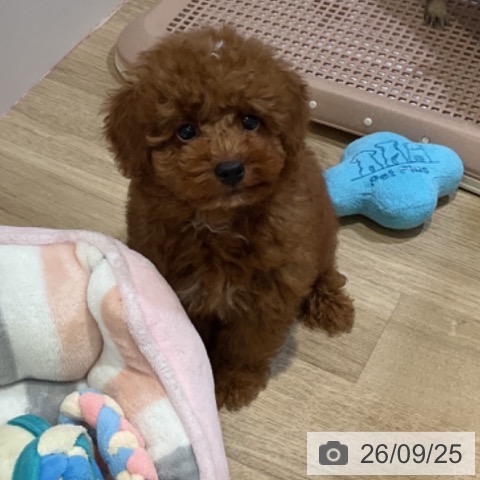 福岡県のトイプードル(トイ) (ペットプラス 小倉南店/2026年7月16日生まれ/男の子/レッド)の子犬の3枚目の画像
