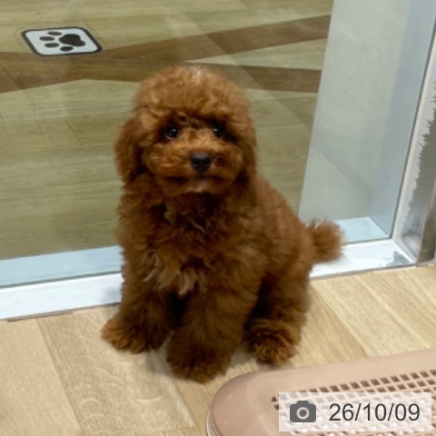 福岡県のトイプードル(トイ) (ペットプラス 小倉南店/2026年7月16日生まれ/男の子/レッド)の子犬の4枚目の画像