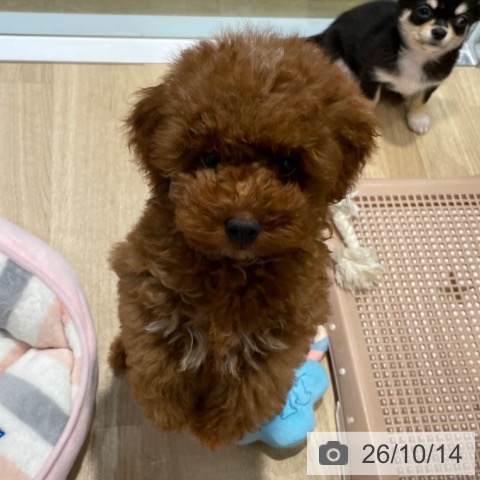 福岡県のトイプードル(トイ) (ペットプラス 小倉南店/2026年7月16日生まれ/男の子/レッド)の子犬の3枚目の画像