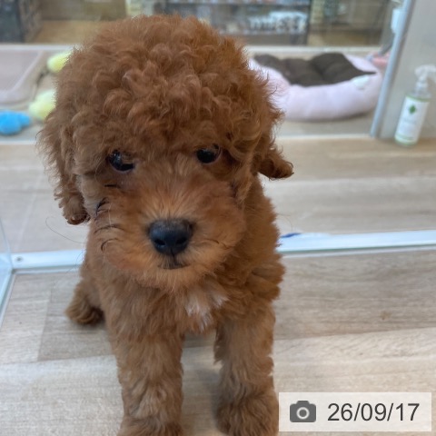 福岡県のトイプードル(トイ) (ペットプラス ららぽーと福岡店/2026年7月16日生まれ/男の子/レッド)の子犬の4枚目の画像