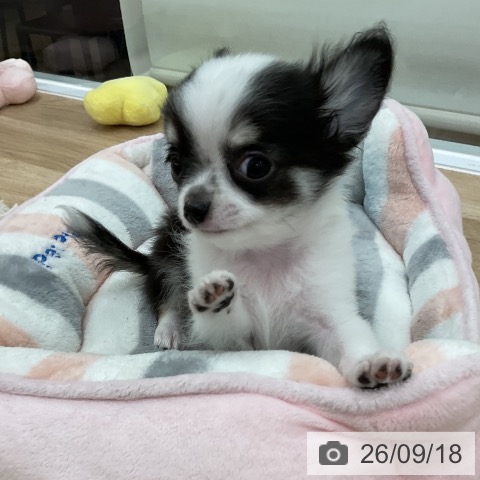 チワワの写真