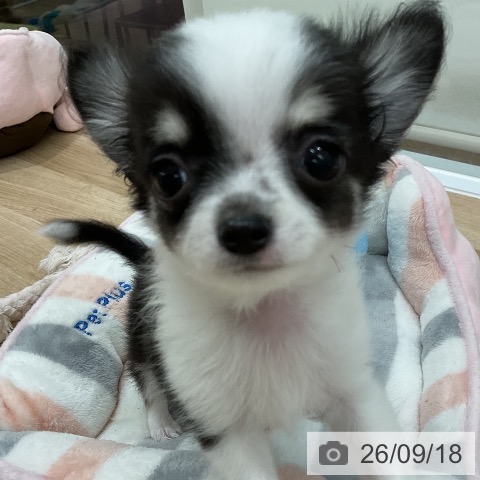 チワワの写真
