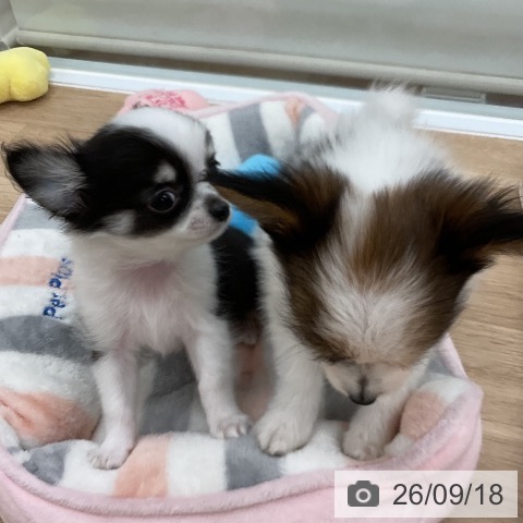 チワワの写真