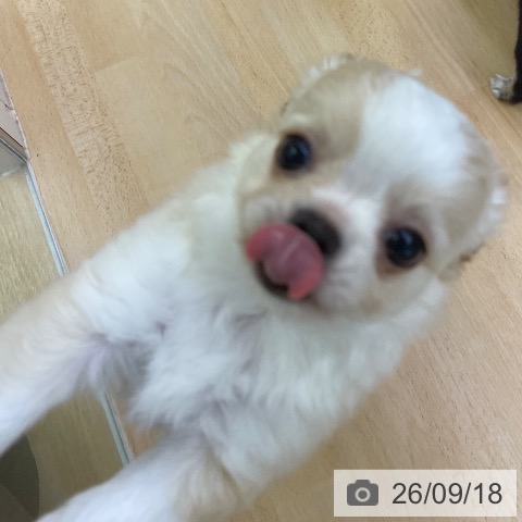 福岡県のチワワ(ロング) (ペットプラス 福岡店/2026年7月10日生まれ/男の子/クリームホワイト)の子犬の3枚目の画像