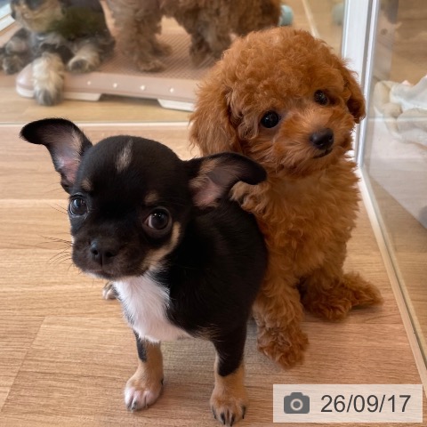 チワワの写真