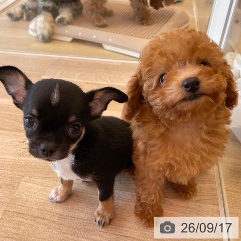 チワワの写真