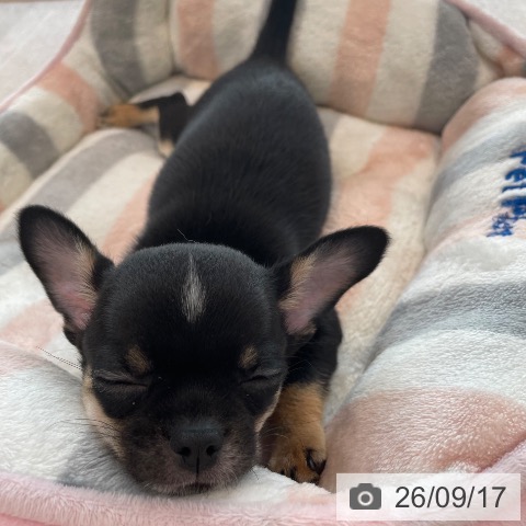 チワワの写真