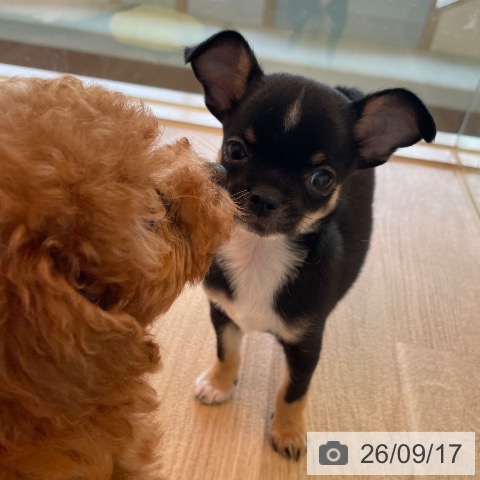 チワワの写真