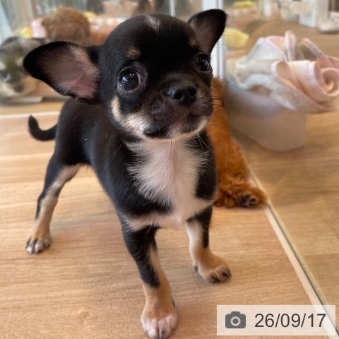 チワワの写真