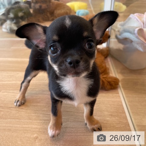 チワワの写真