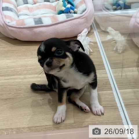 チワワの写真