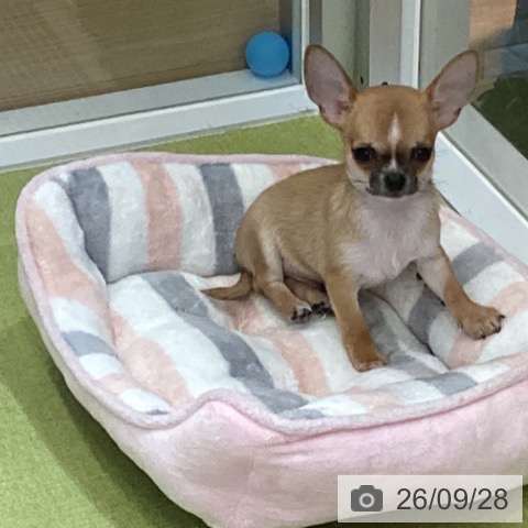 沖縄県のチワワ(ロング) (ペットプラス 沖縄ライカム店/2026年7月15日生まれ/男の子/フォーンホワイト)の子犬の3枚目の画像