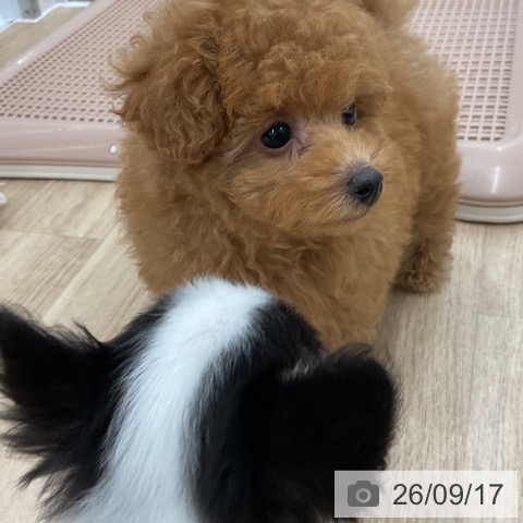 トイ・プードルの写真