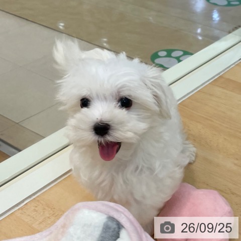 福岡県のマルチーズ (ペットプラス 福岡伊都店/2026年7月14日生まれ/男の子/ホワイト)の子犬の4枚目の画像