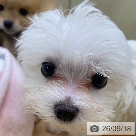 マルチーズの写真