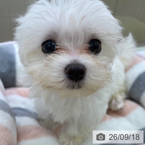 マルチーズの写真