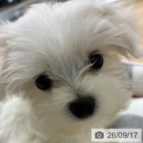 マルチーズの写真