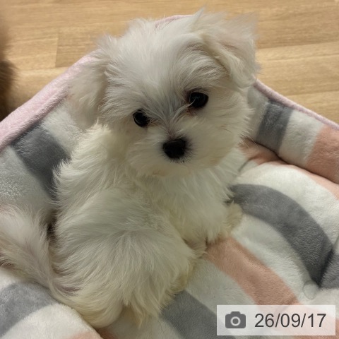 マルチーズの写真