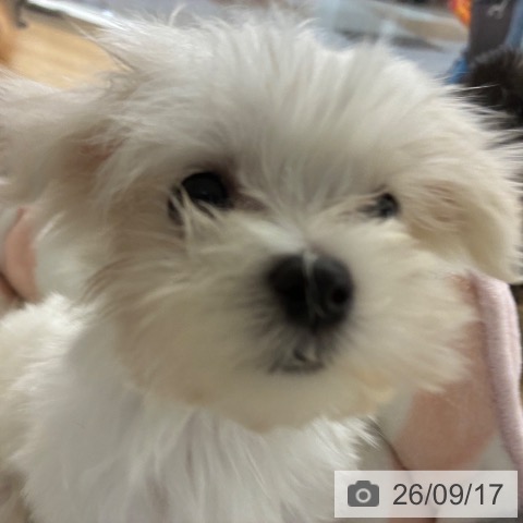 マルチーズの写真