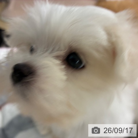 マルチーズの写真