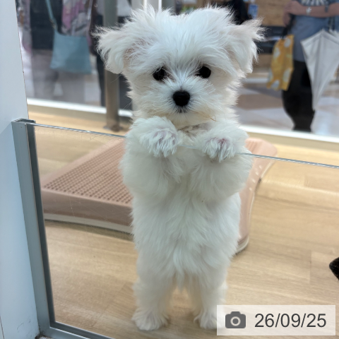 宮崎県のマルチーズ (ペットプラス 宮崎店/2026年7月14日生まれ/女の子/ホワイト)の子犬の3枚目の画像