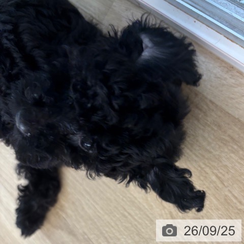 宮崎県のトイプードル(トイ) (ペットプラス 宮崎店/2026年7月17日生まれ/女の子/ブラック)の子犬の3枚目の画像