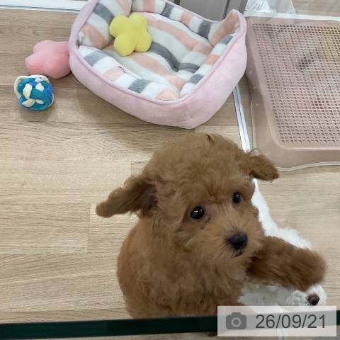 福岡県のトイプードル(トイ) (ペットプラス 八幡東店/2026年7月17日生まれ/男の子/レッド)の子犬の4枚目の画像