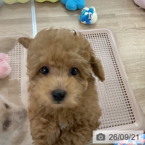 福岡県のトイプードル(トイ) (ペットプラス 八幡東店/2026年7月17日生まれ/男の子/レッド)の子犬の3枚目の画像
