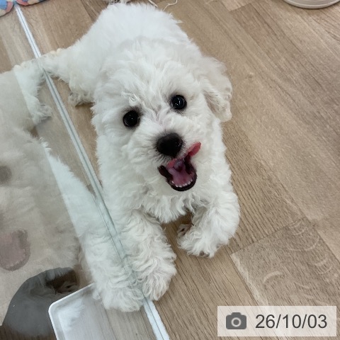 福岡県のビションフリーゼ (ペットプラス 八幡東店/2026年7月21日生まれ/男の子/ホワイト)の子犬の4枚目の画像