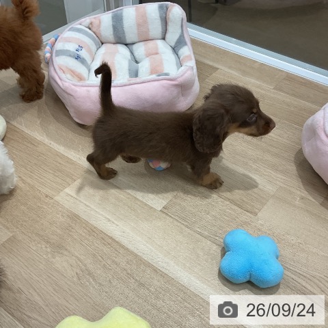 ミニチュア・ダックスフンドの写真