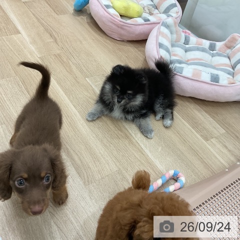 ミニチュア・ダックスフンドの写真