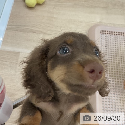 ミニチュア・ダックスフンドの写真