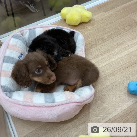 ミニチュア・ダックスフンドの写真