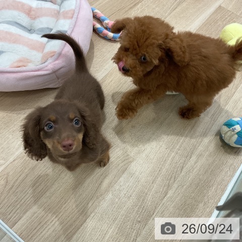 福岡県のミニチュアダックスフンド(ロング) (ペットプラス 八幡東店/2026年7月19日生まれ/男の子/チョコレートタン)の子犬の3枚目の画像