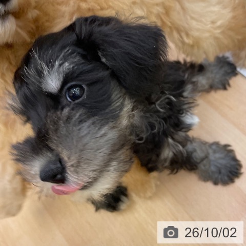 福岡県のミニチュアシュナウザー (ペットプラス 福岡店/2026年7月22日生まれ/男の子/ブラックシルバー)の子犬の3枚目の画像