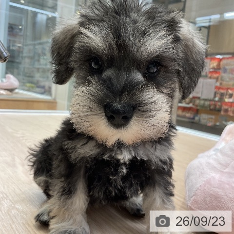 大阪府のミニチュアシュナウザー (ペットプラス ららぽーと和泉店/2026年7月22日生まれ/女の子/ソルトペッパー)の子犬の3枚目の画像