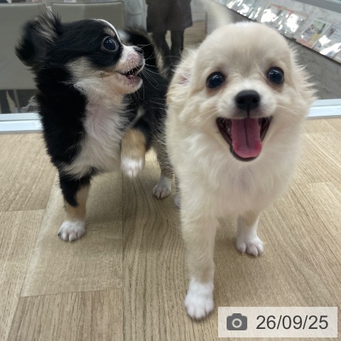 福岡県のチワワ(ロング) (ペットプラス 春日店/2026年7月19日生まれ/男の子/クリームホワイト)の子犬の4枚目の画像