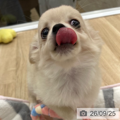 福岡県のチワワ(ロング) (ペットプラス 春日店/2026年7月19日生まれ/男の子/クリームホワイト)の子犬の3枚目の画像
