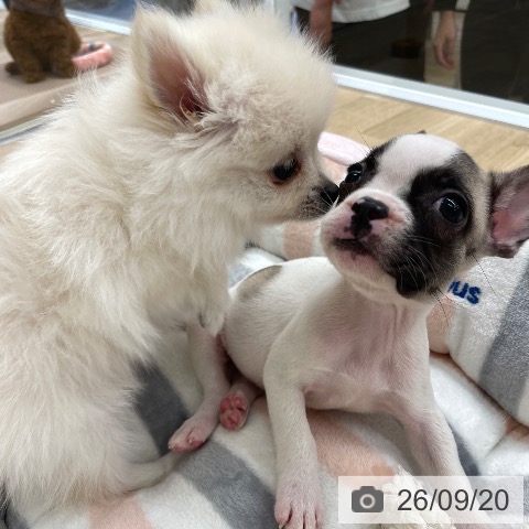ポメラニアンの写真